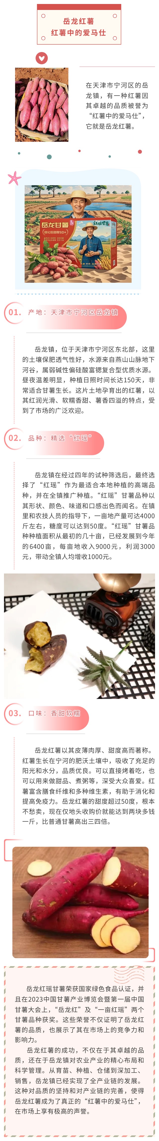 岳龙红薯